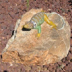 Collard Lizard Sculpture